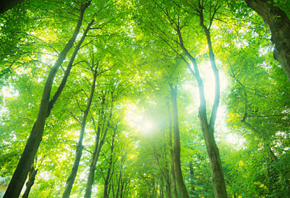 Fototapeta Forest and Sky 24885
